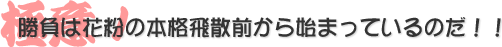 勝負は花粉の本格飛散前から始まっているのだ!!